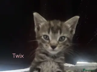 Mixed Breed cats 3 kittens ready for their new homes - Advert 15