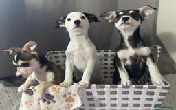 Mixed Breed dogs for sale: Puppies looking for forever homes 🐾 in Wrexham - Image 1