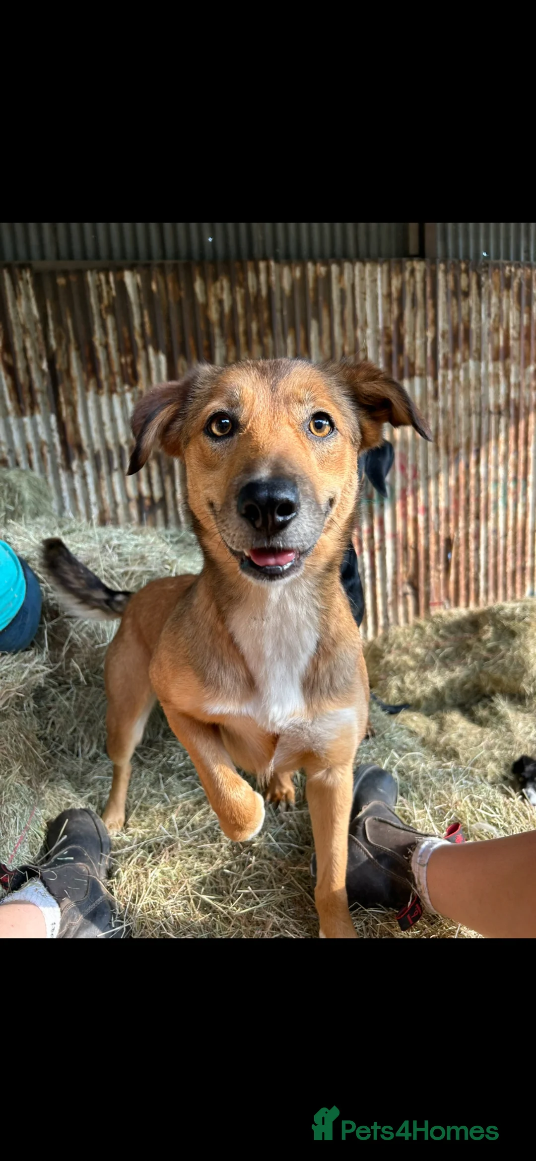 Mixed Breed dogs for sale: Collie X Australian Shepherd pups - Advert 2