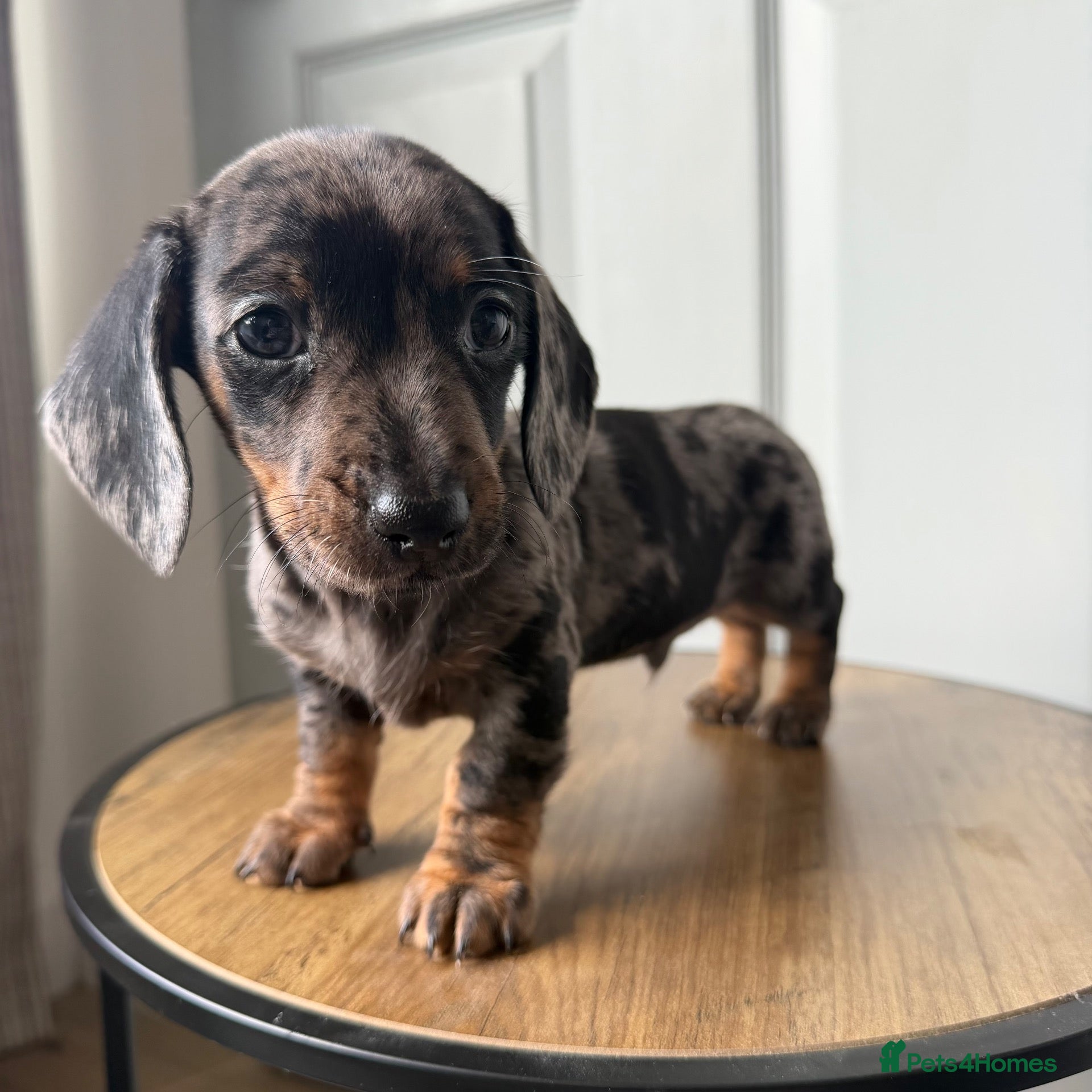Miniature Dachshund dogs Stunning true mini KC Dachshund puppies - Advert 15