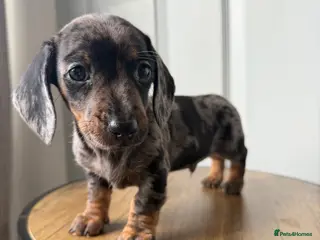 Miniature Dachshund dogs Stunning true mini KC Dachshund puppies - Advert 15