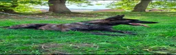 Belgian Shepherd Dog dogs for sale: Dutch shepherd  - Advert 4