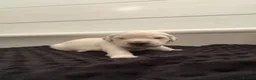 Golden Retriever dogs for sale: Golden retrievers Puppies full health tested &  kc - Advert 7