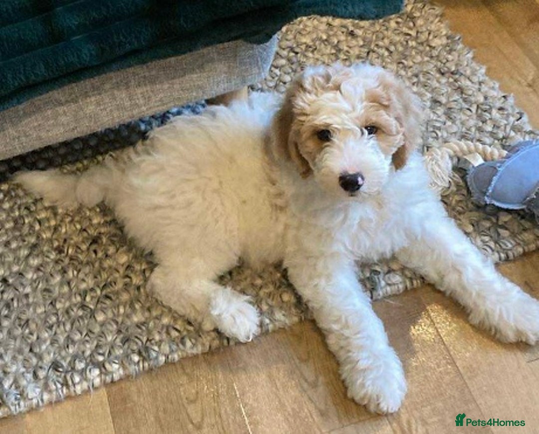 Goldendoodle dogs for sale: Goldendoodle Double Doodle pup ready to go🐾 - Image 4