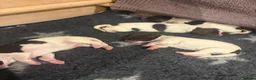English Springer Spaniel dogs for sale: KC Registered Springer Spaniel Puppy - Advert 6