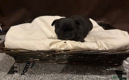 French Bulldog dogs for sale: 7 beautiful French bulldog puppies for sale - Image 16