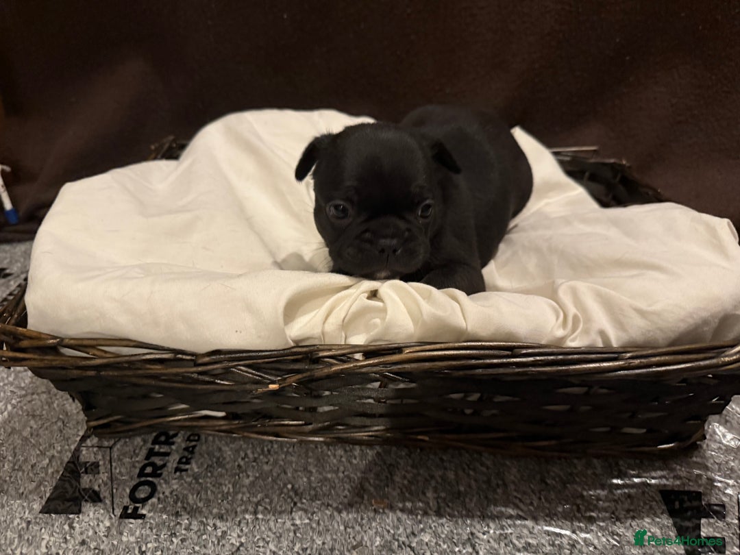 French Bulldog dogs for sale: 7 beautiful French bulldog puppies for sale - Image 16