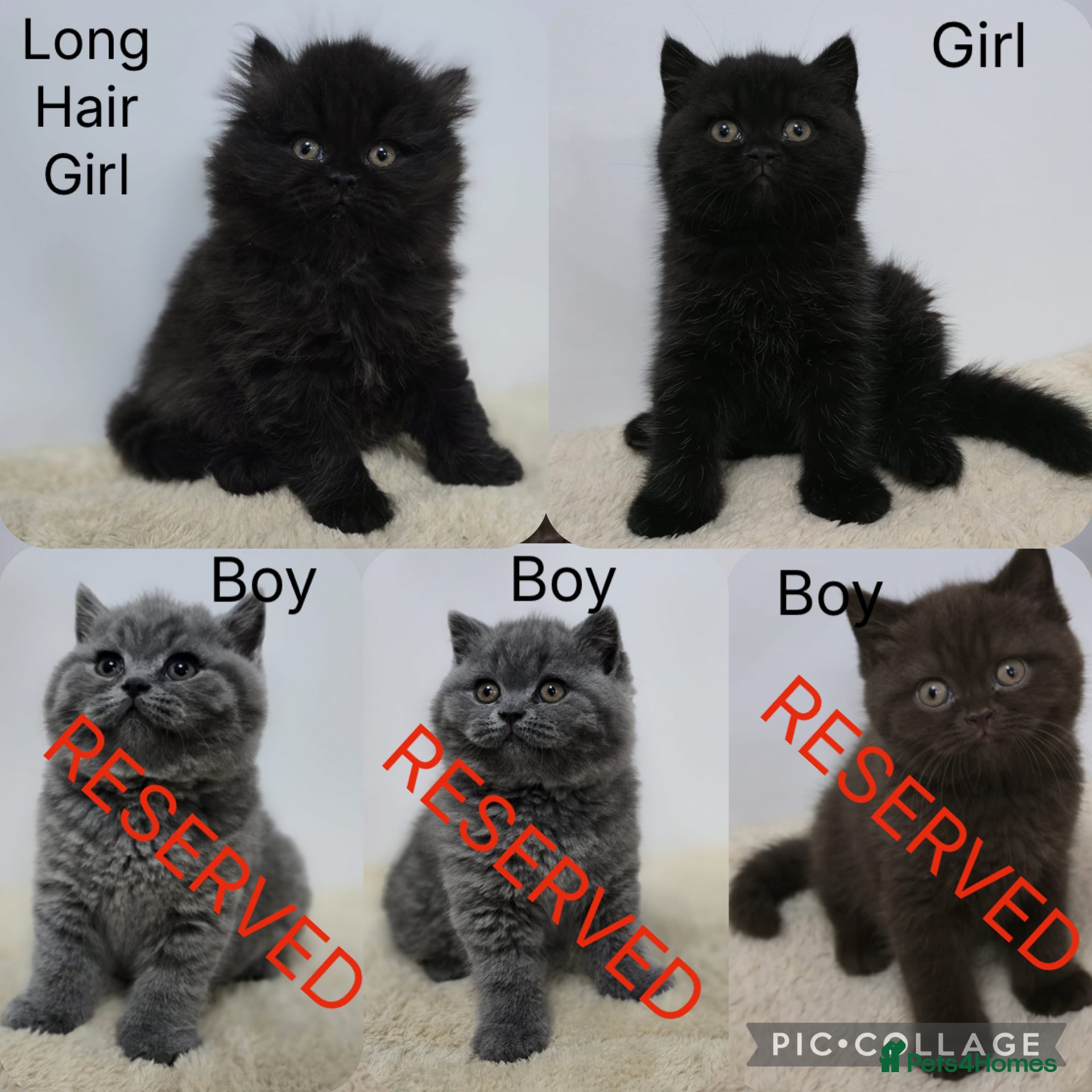 British Shorthair cats READY 2 LEAVE British Shorthair & Longhair Kittens - Advert 8