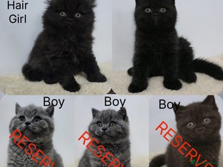 British Shorthair cats READY 2 LEAVE British Shorthair & Longhair Kittens - Advert 8