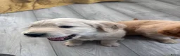 Golden Retriever dogs for sale: KC registered golden retriever puppies - Advert 10