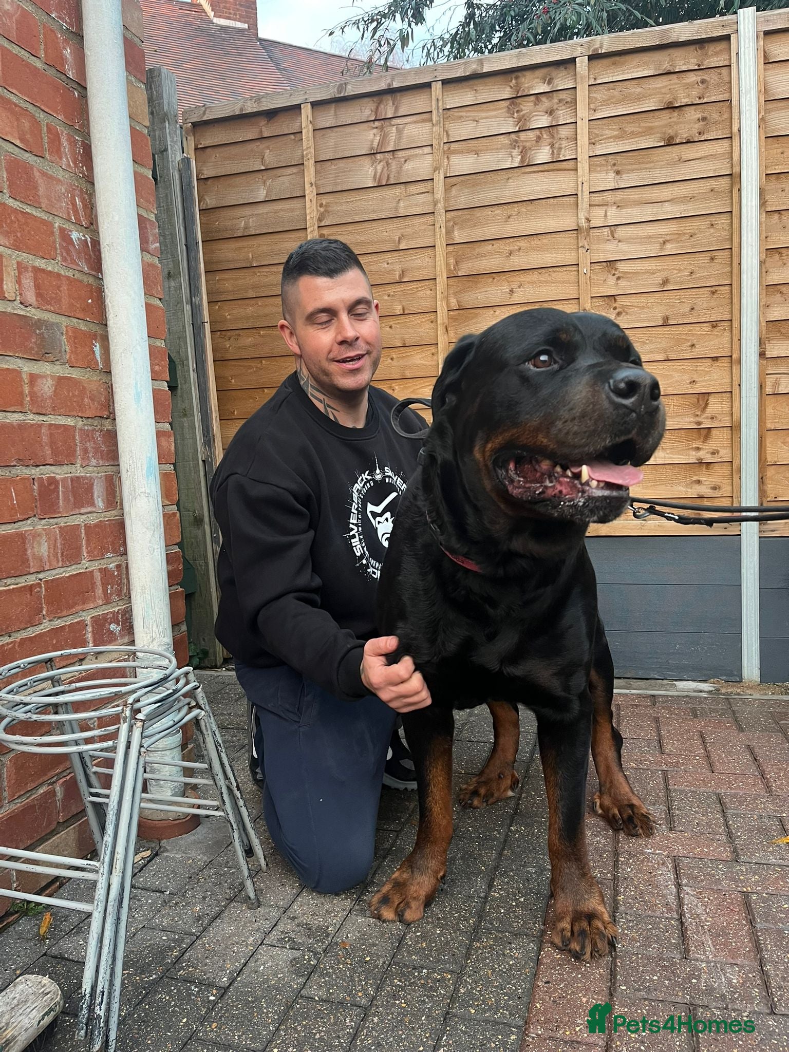 Rottweiler dogs GIANT ROTTWEILER PUPS. HEALTH,SIZE,TEMPERAMENT - Advert 11