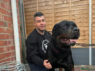 Rottweiler dogs GIANT ROTTWEILER PUPS. HEALTH,SIZE,TEMPERAMENT - Advert 11