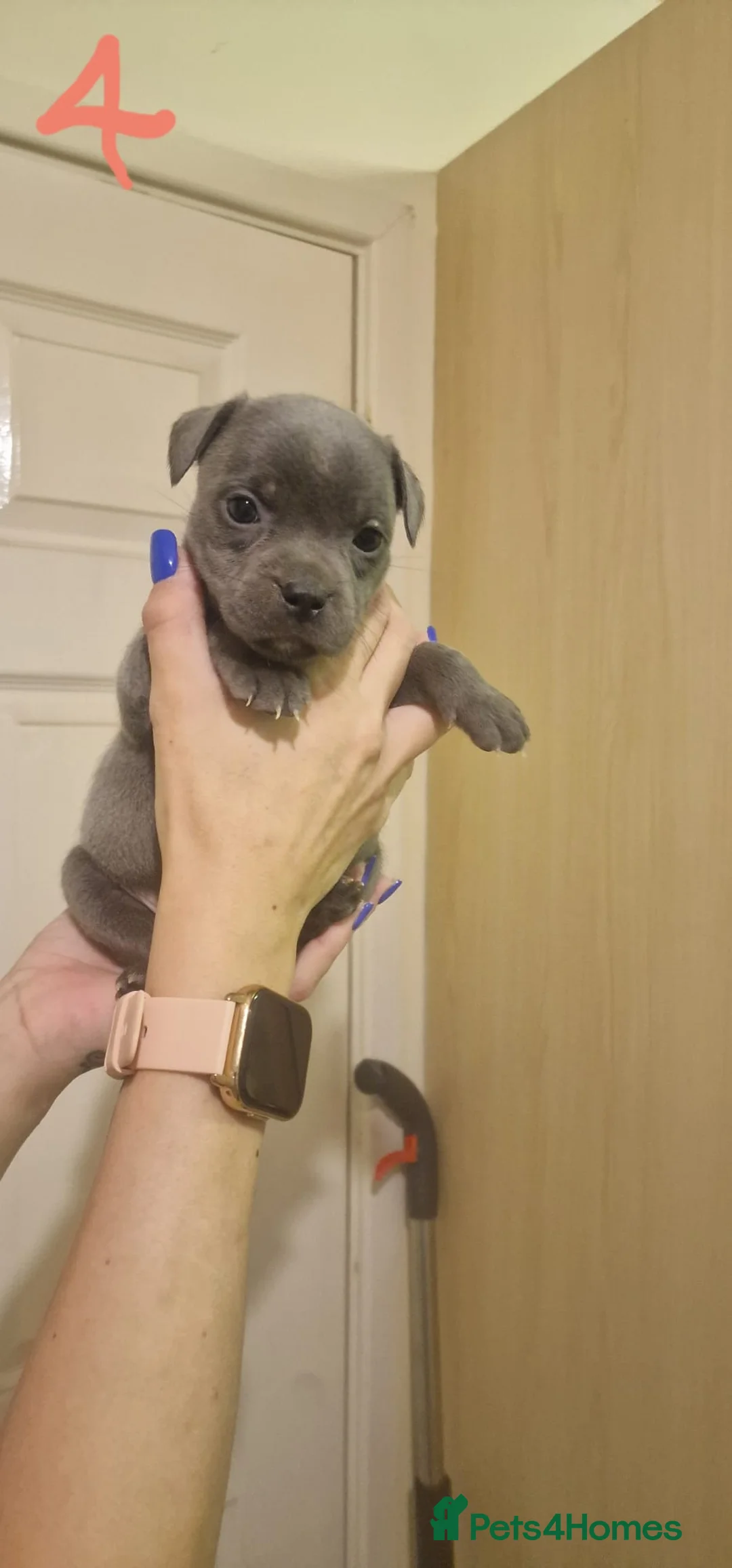Staffordshire Bull Terrier dogs for sale: 6 beautiful blue staffs - Advert 11