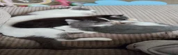 Mixed Breed cats for sale: Black and white female kitten in Blandford Forum - Advert 1