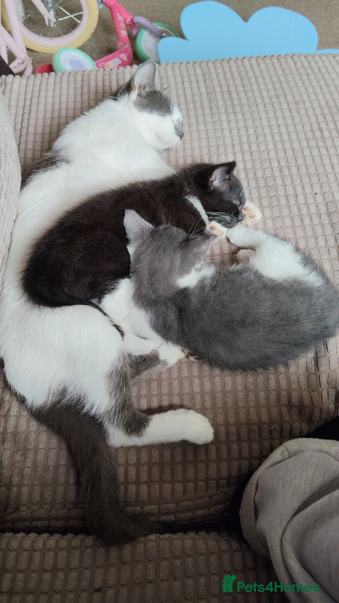 Mixed Breed cats for sale: Black and white female kitten in Blandford Forum - Advert 1