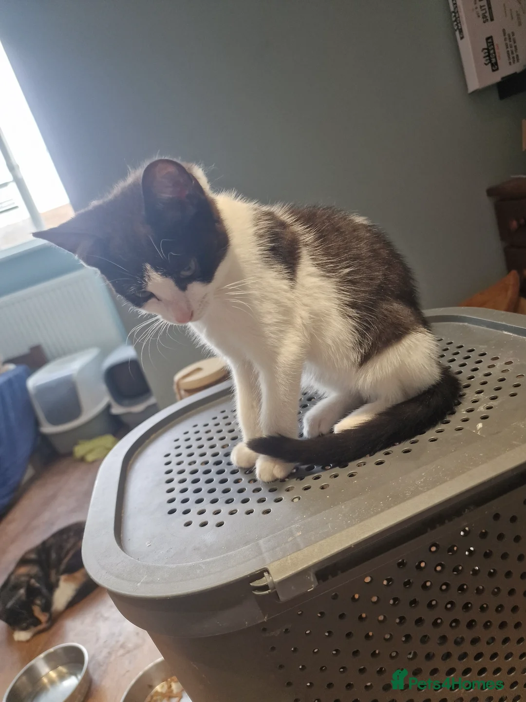 Mixed Breed cats for sale: Tree male kittens for sale in Dagenham - Advert 6