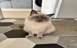 Ragdoll cats for sale: Bella - beautiful ragdoll pure breed   - Image 2