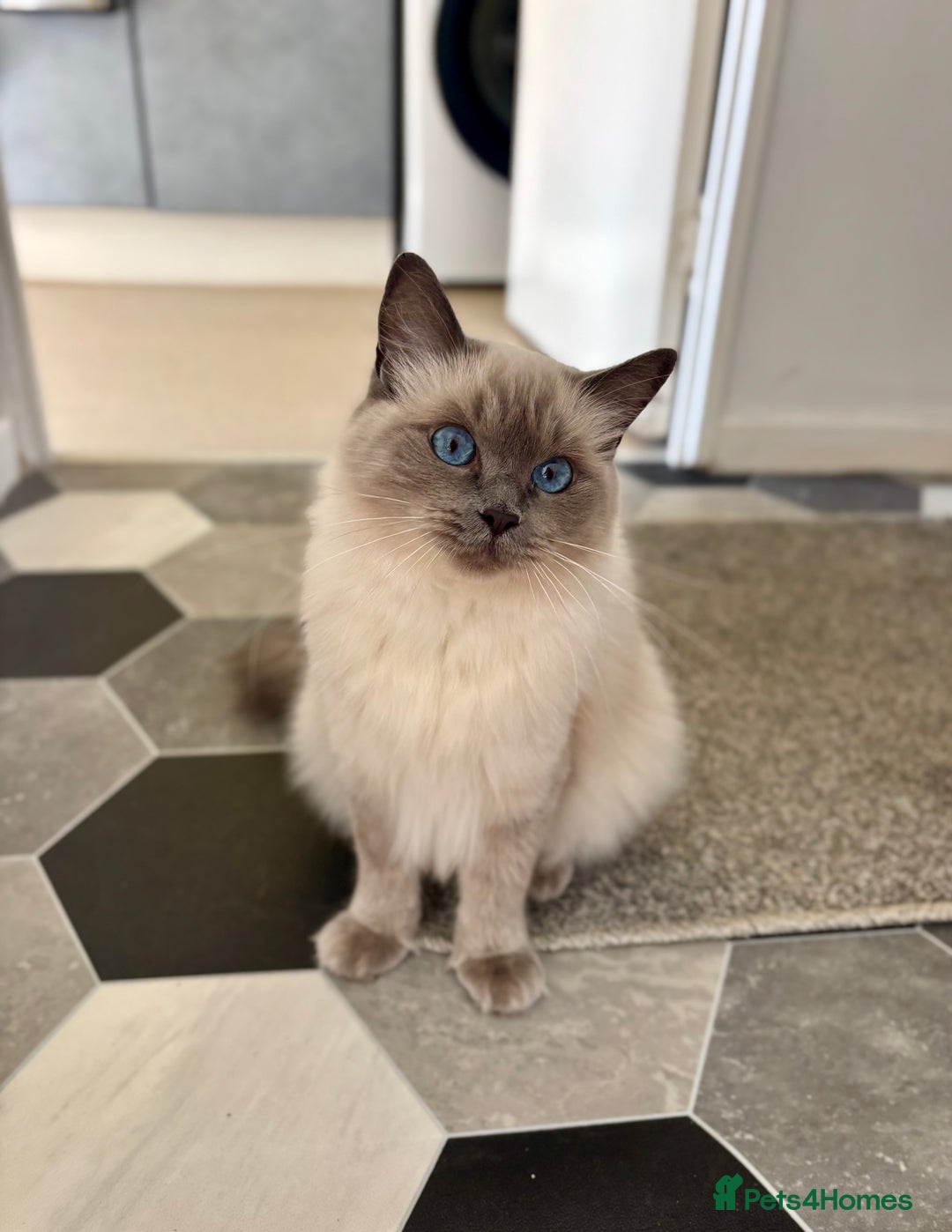Ragdoll cats for sale: Bella - beautiful ragdoll pure breed   - Image 2