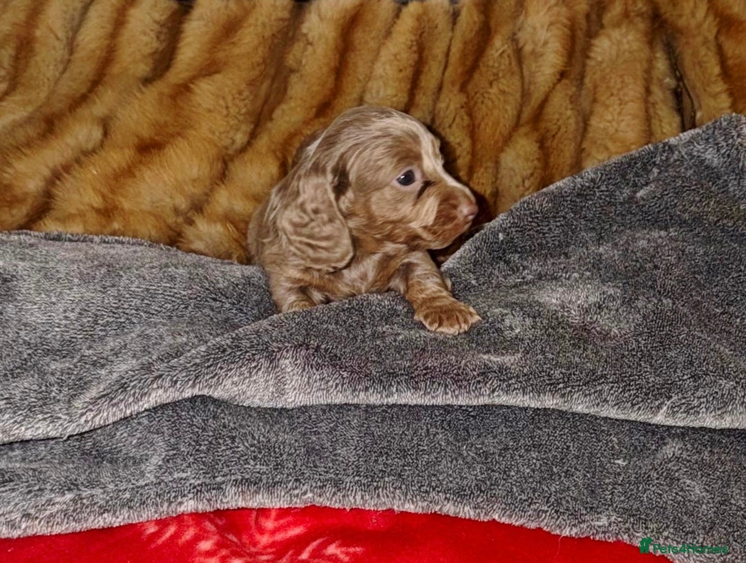 Miniature Dachshund dogs for sale: 💎RARE BREED/RARE BLOODLINE🩸 DACHSHUND PUPS 🐾 💕 - Advert 6