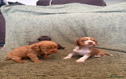 Cocker Spaniel dogs for sale: Kc registered Cocker Spaniel  - Image 16