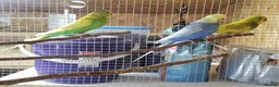 Budgerigars birds for sale: Boy Budgie  - Advert 2