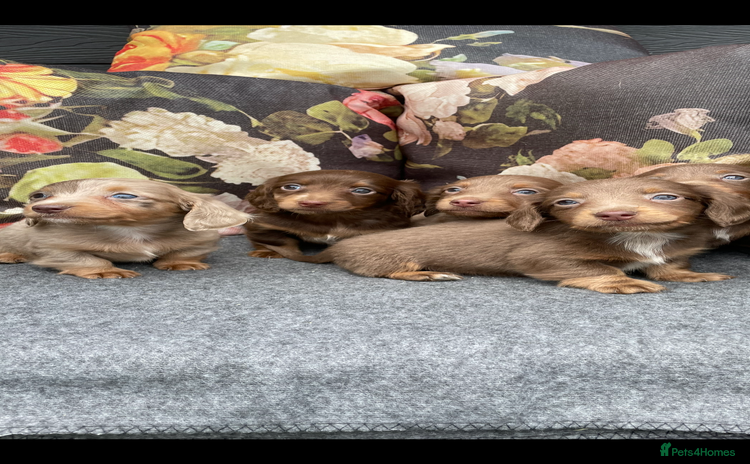 Miniature Dachshund dogs - Advert 16