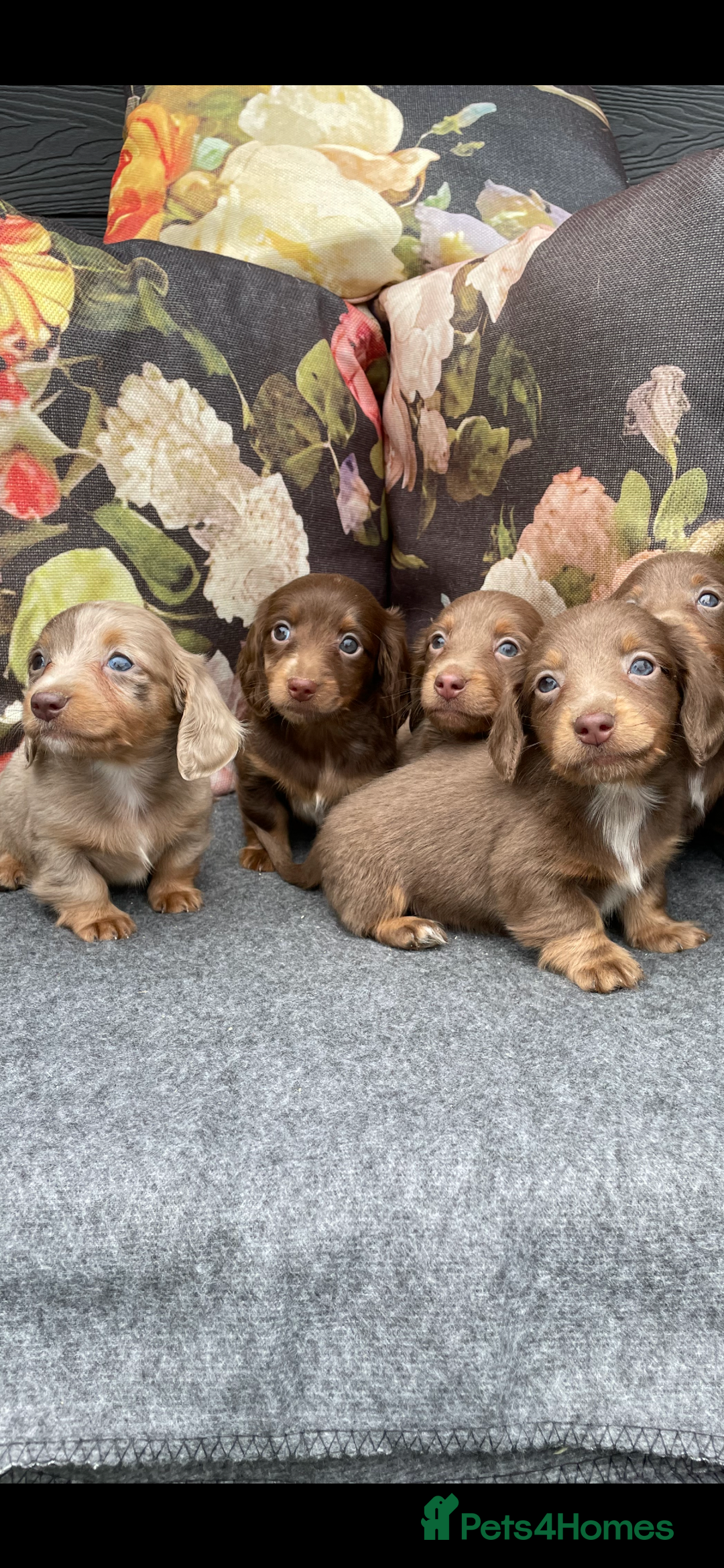 Miniature Dachshund dogs for sale: Miniature longhair dachshund puppies  - Image 1