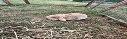 Mixed Breed rabbits for sale: Baby bunnies  in Boston - Advert 6