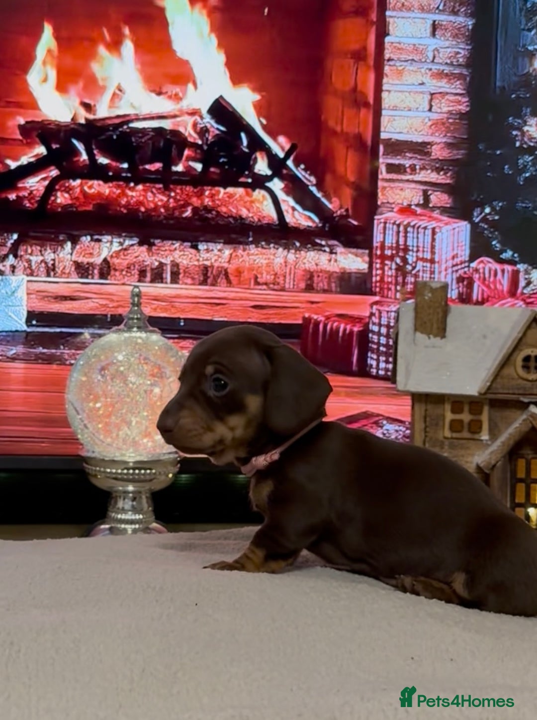 Miniature Dachshund dogs for sale: Chocolate and tan miniature dachshunds - Advert 2