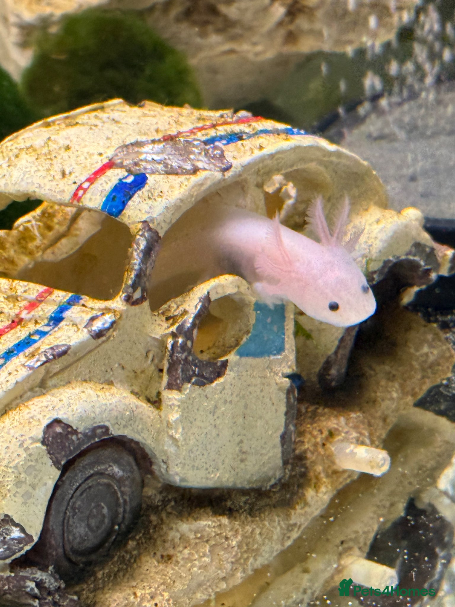 Axolotl reptiles Axolotl Babies for Sale – Healthy, Home Bred - Advert 1