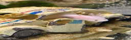 Axolotl reptiles for sale: Axolotl Babies for Sale – Healthy, Home Bred - Advert 1