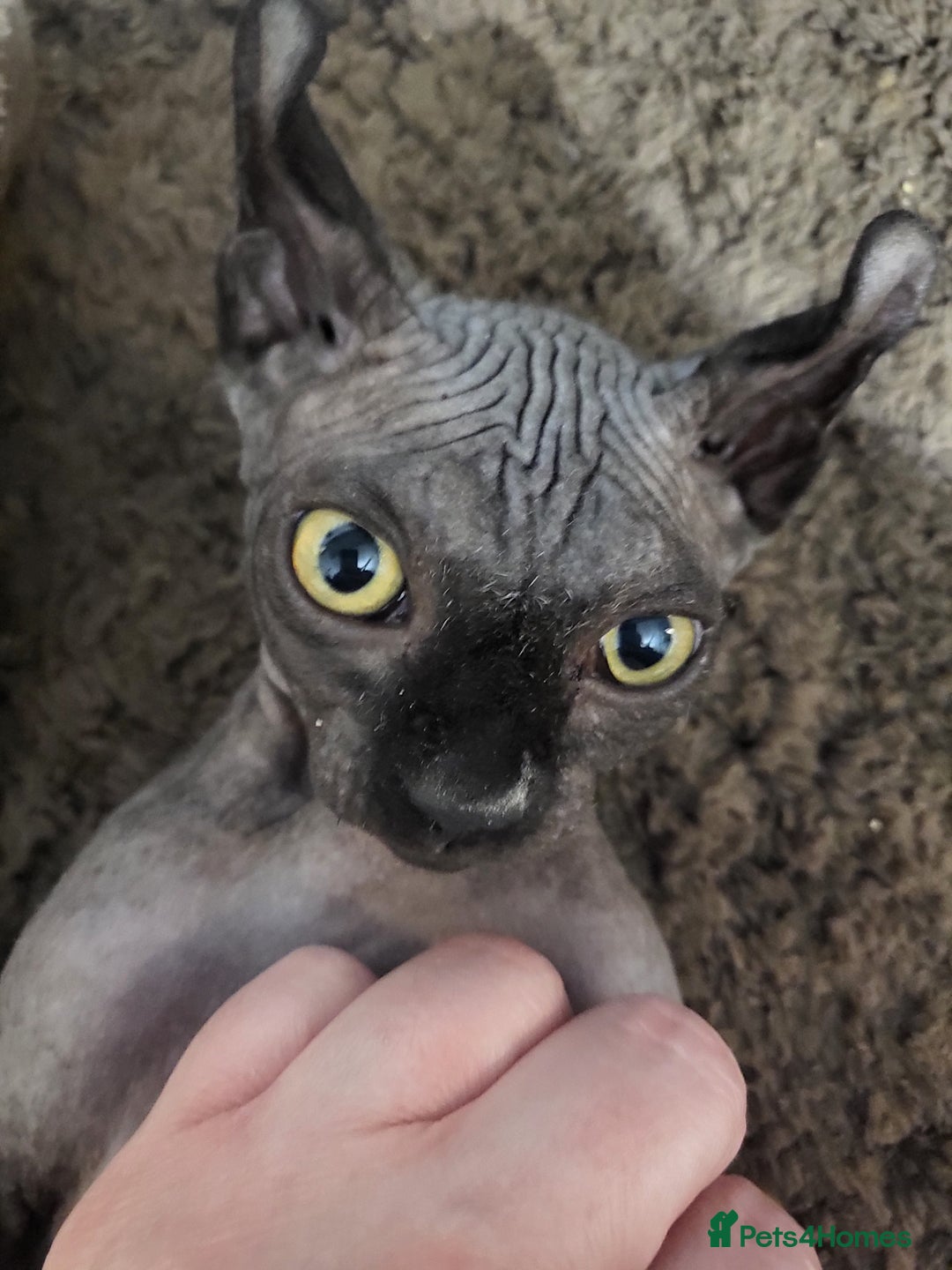 Sphynx cats for sale: Elf sphynx boy  - Advert 2