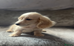 Dachshund dogs for sale: cream KC long haired miniature dachshunds for sale - Image 15