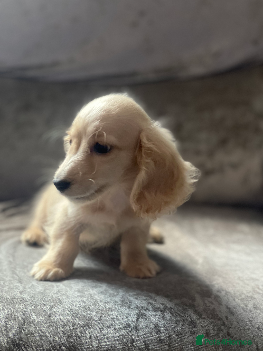 Dachshund dogs for sale: cream KC long haired miniature dachshunds for sale - Image 15