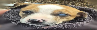 Mixed Breed 7