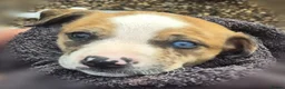 Mixed Breed dogs for sale: Lurcher bull puppies for sale - Advert 34