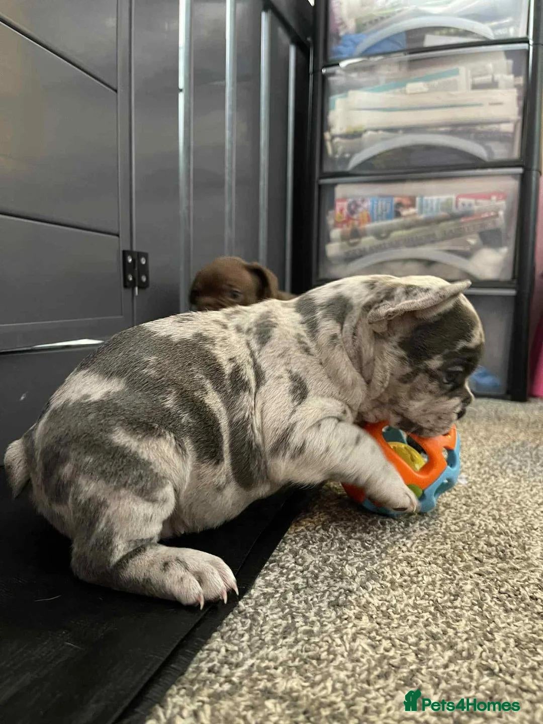 French Bulldog dogs Adorable French Bulldog Puppies - Advert 3