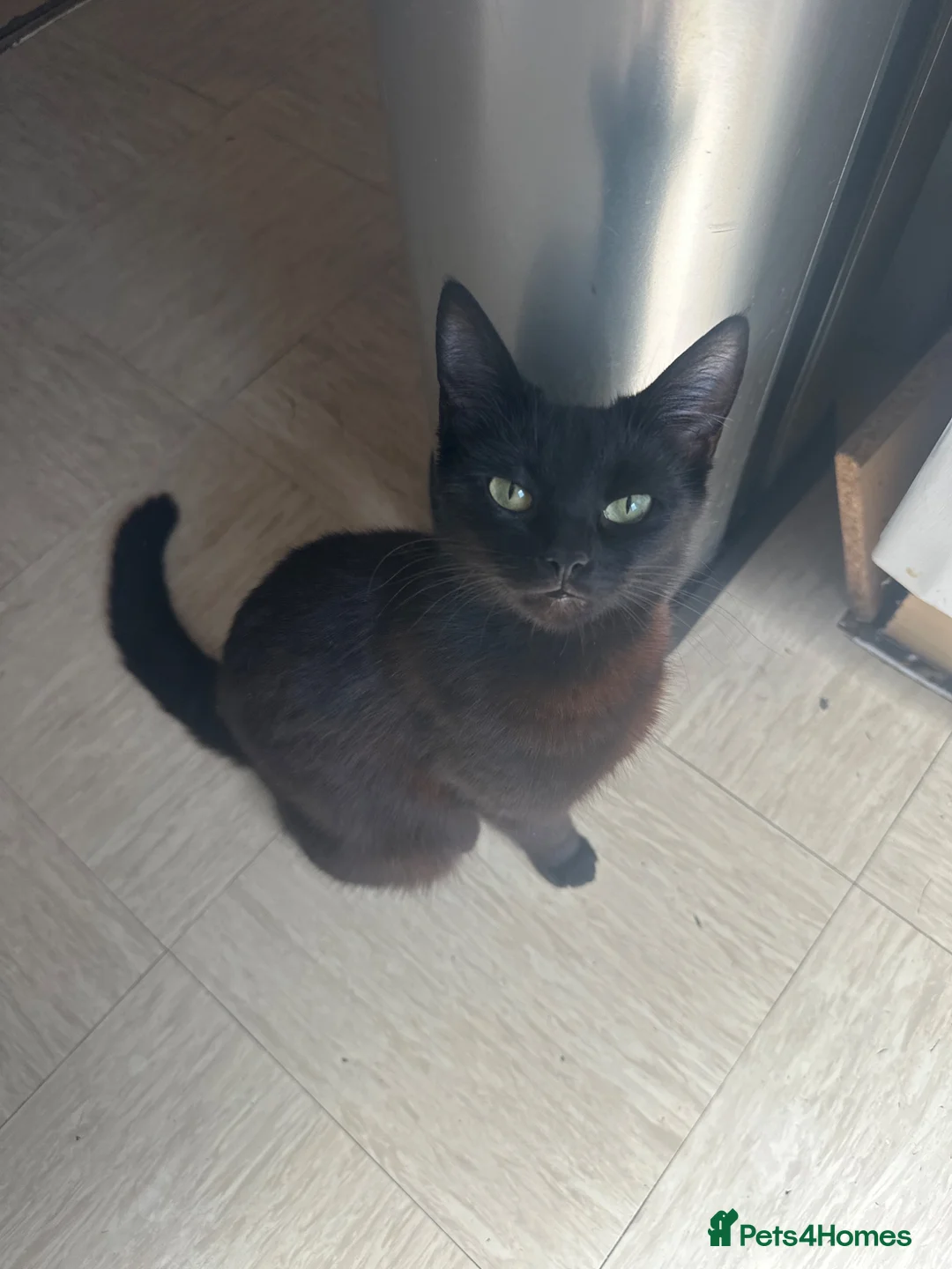 Mixed Breed cats for sale: Male kitten - Advert 1