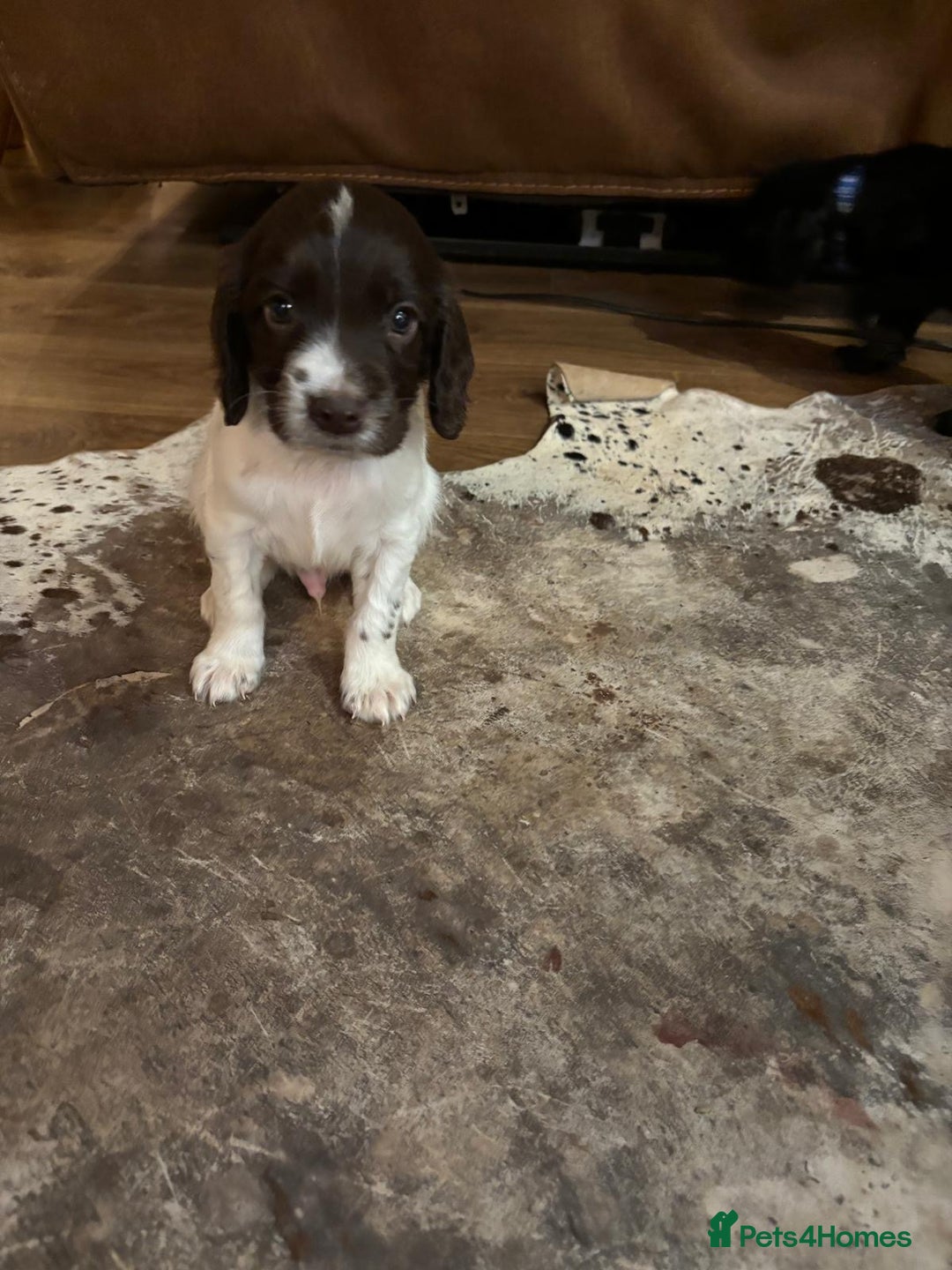 Mixed Breed dogs for sale: Flat coat retriever/spaniel x sprocker  - Advert 8