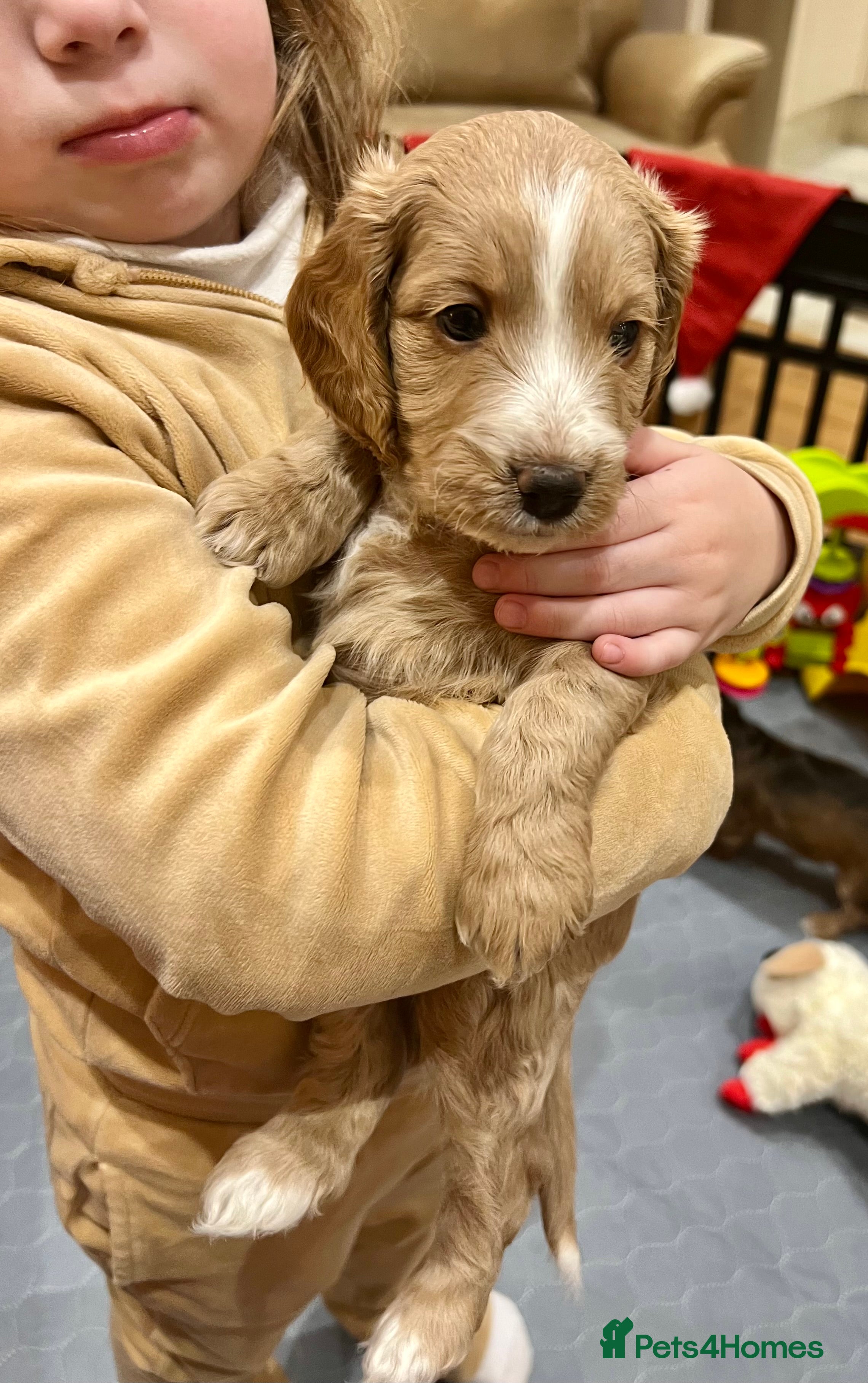 Cockapoo dogs ✨Fabulous Toy Cockapoo Puppies Kc Reg Parents - Advert 7