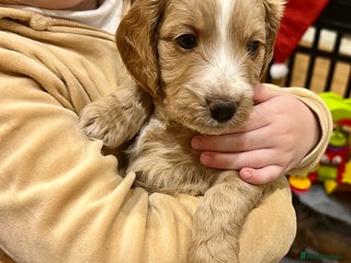 Cockapoo dogs ✨Fabulous Toy Cockapoo Puppies Kc Reg Parents - Advert 1