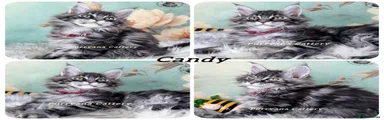 Candy