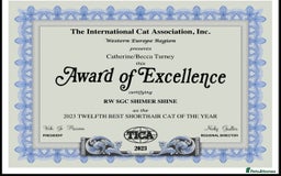 Bengal cats for sale: Snow and Brown boy TICA bengal kittens  - Image 11