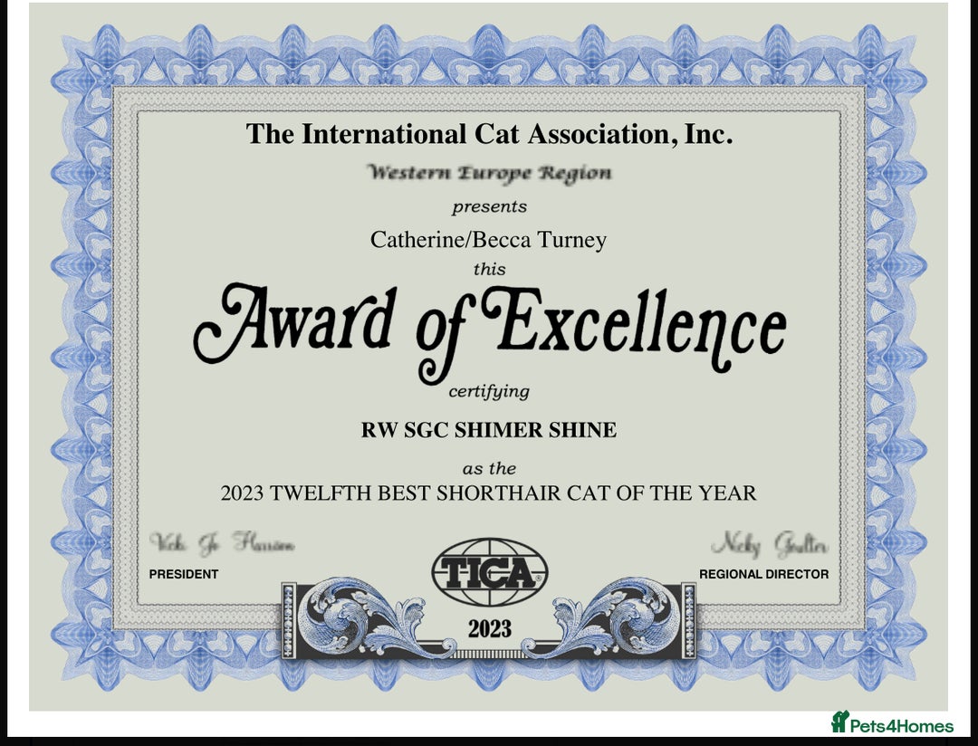 Bengal cats for sale: Snow and Brown boy TICA bengal kittens  - Image 11