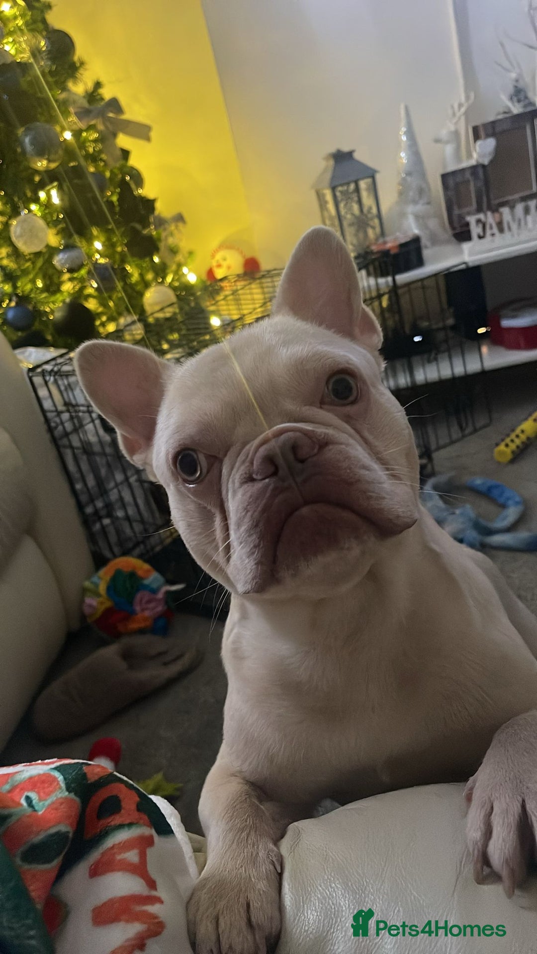 French Bulldog dogs for sale: Stunning French Bulldog for rehoming  - Advert 1