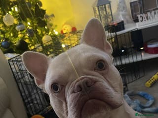 French Bulldog dogs Stunning French Bulldog for rehoming - Advert 15