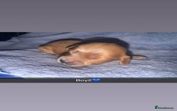 Cockapoo dogs for sale: Toy F1B cockapoo  - Image 4