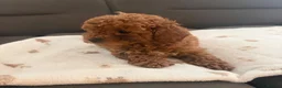 Toy Poodle dogs for sale: Toy poodle x Asian toy poodle  in London - Advert 2