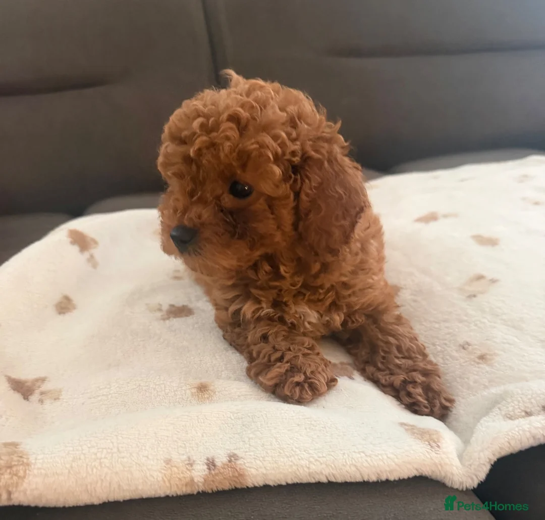 Toy Poodle dogs for sale: Toy poodle x Asian toy poodle  in London - Advert 2