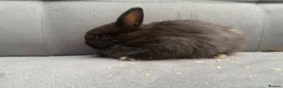 Netherland Dwarf rabbits for sale: Netherland Dwarf Rabbits for sale  - Advert 5